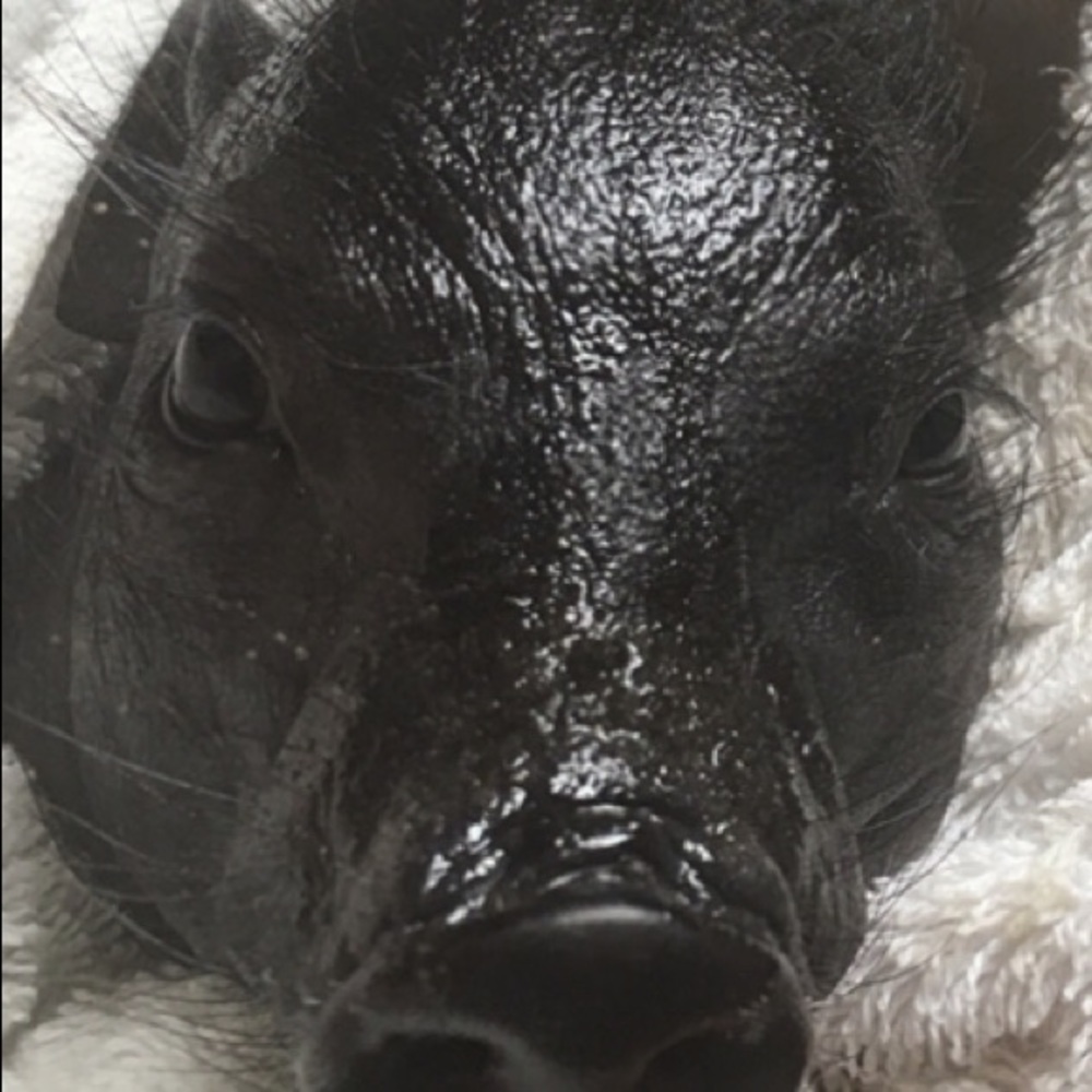 Meet your Posher, Lin